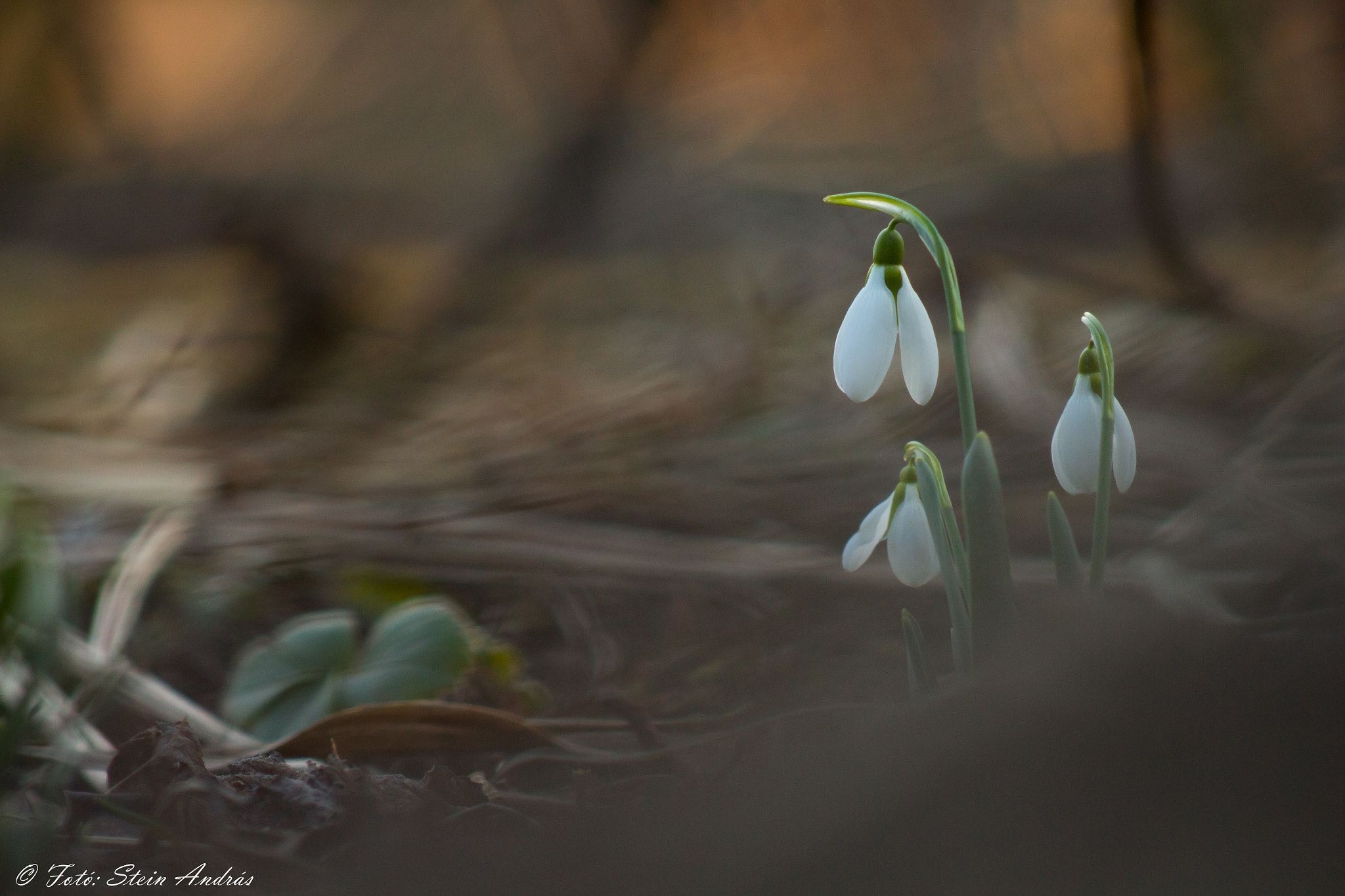 Canon EOS 700D (EOS Rebel T5i / EOS Kiss X7i) + EF75-300mm f/4-5.6 sample photo. Snowdrop photography