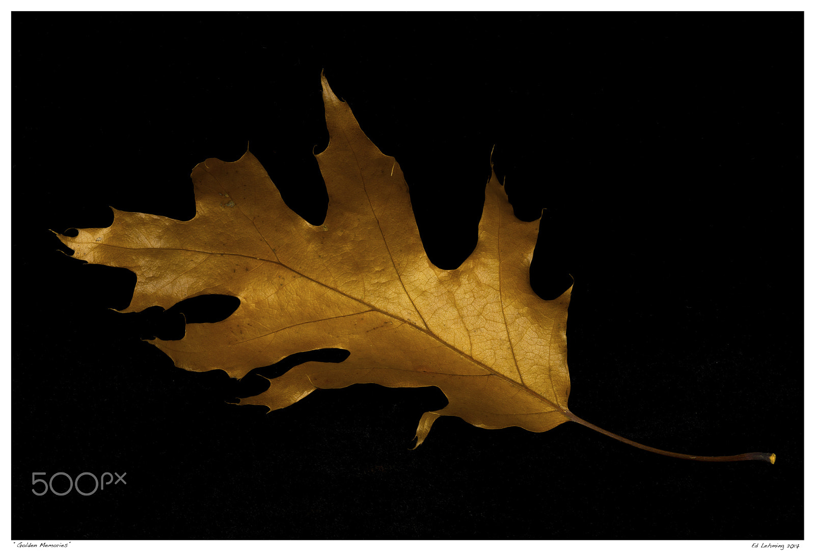Nikon D800 sample photo. Golden memories photography