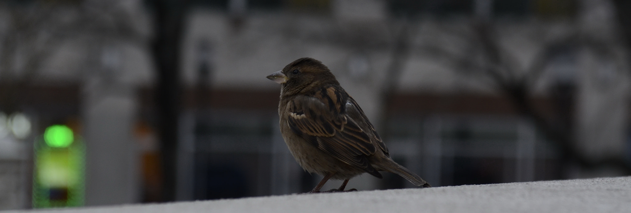 AF Zoom-Nikkor 28-85mm f/3.5-4.5 sample photo