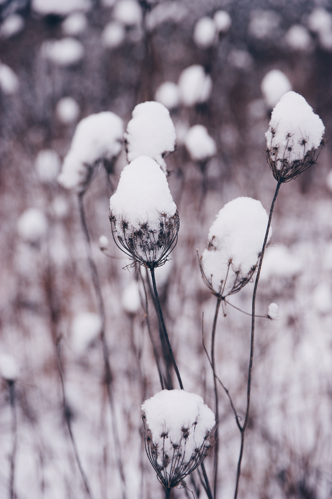 Sony Alpha DSLR-A350 + Sigma 17-70mm F2.8-4 DC Macro HSM sample photo. Flowers like snowballs photography