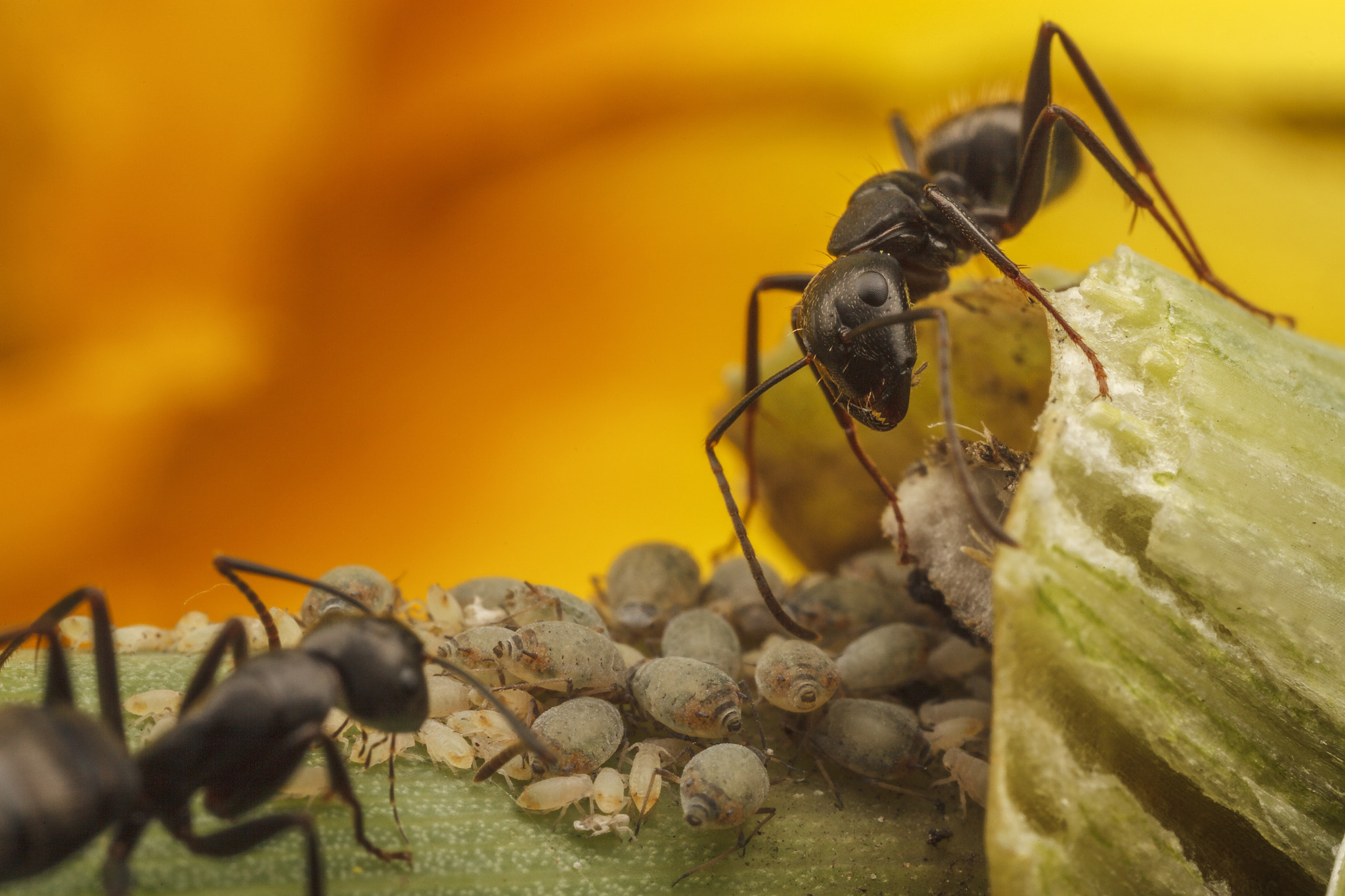 Canon MP-E 65mm F2.5 1-5x Macro Photo sample photo. Ants tending their flock. photography