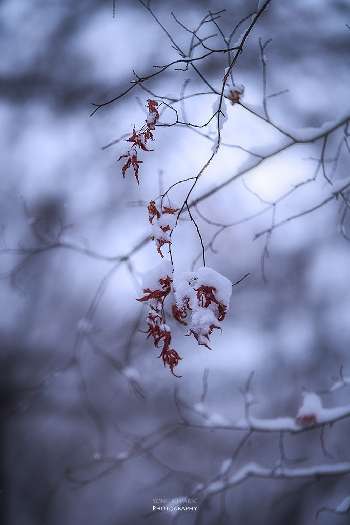 Pentax K-1 sample photo. The red autumn left in the snowy winter photography