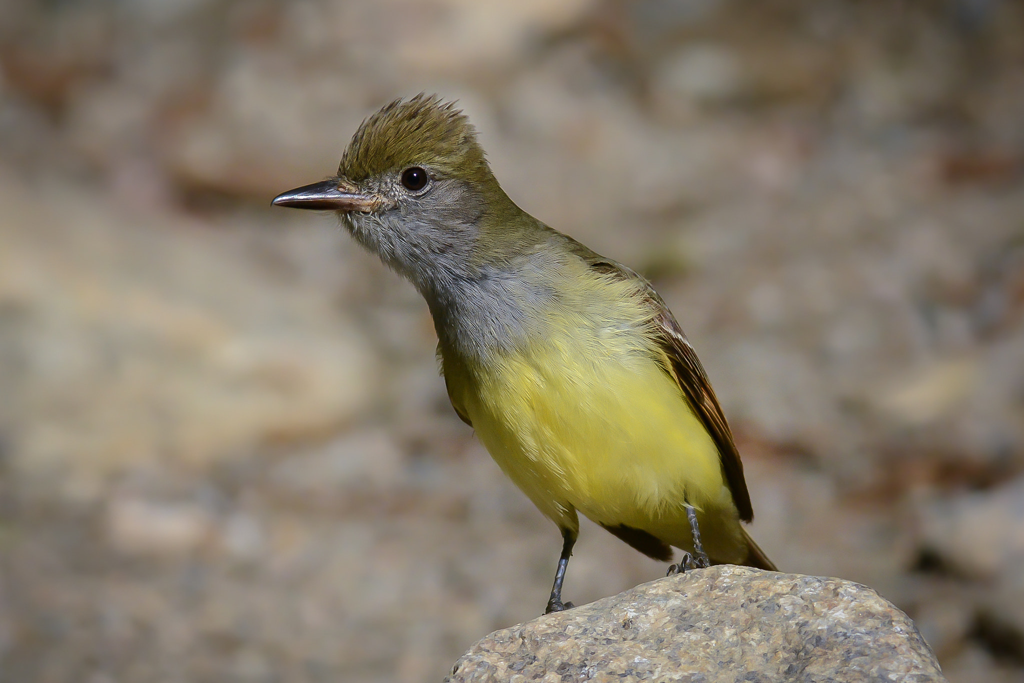 Nikon D7100 + Nikon AF-S Nikkor 300mm F2.8G ED-IF VR sample photo. Great crested flycatcher photography