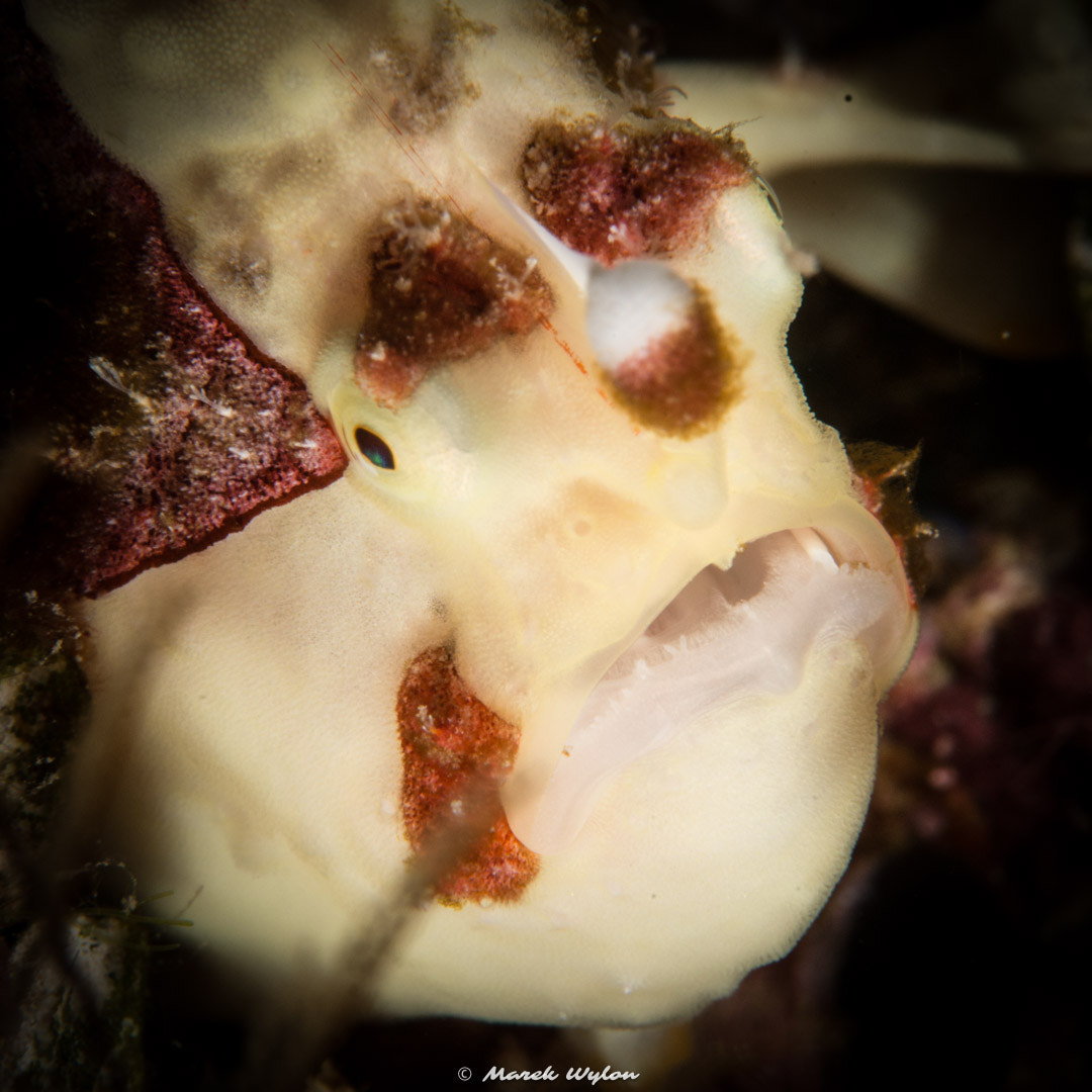Nikon AF-S Micro-Nikkor 60mm F2.8G ED sample photo. Warty frogfish | fiji | 2014.11.04 photography