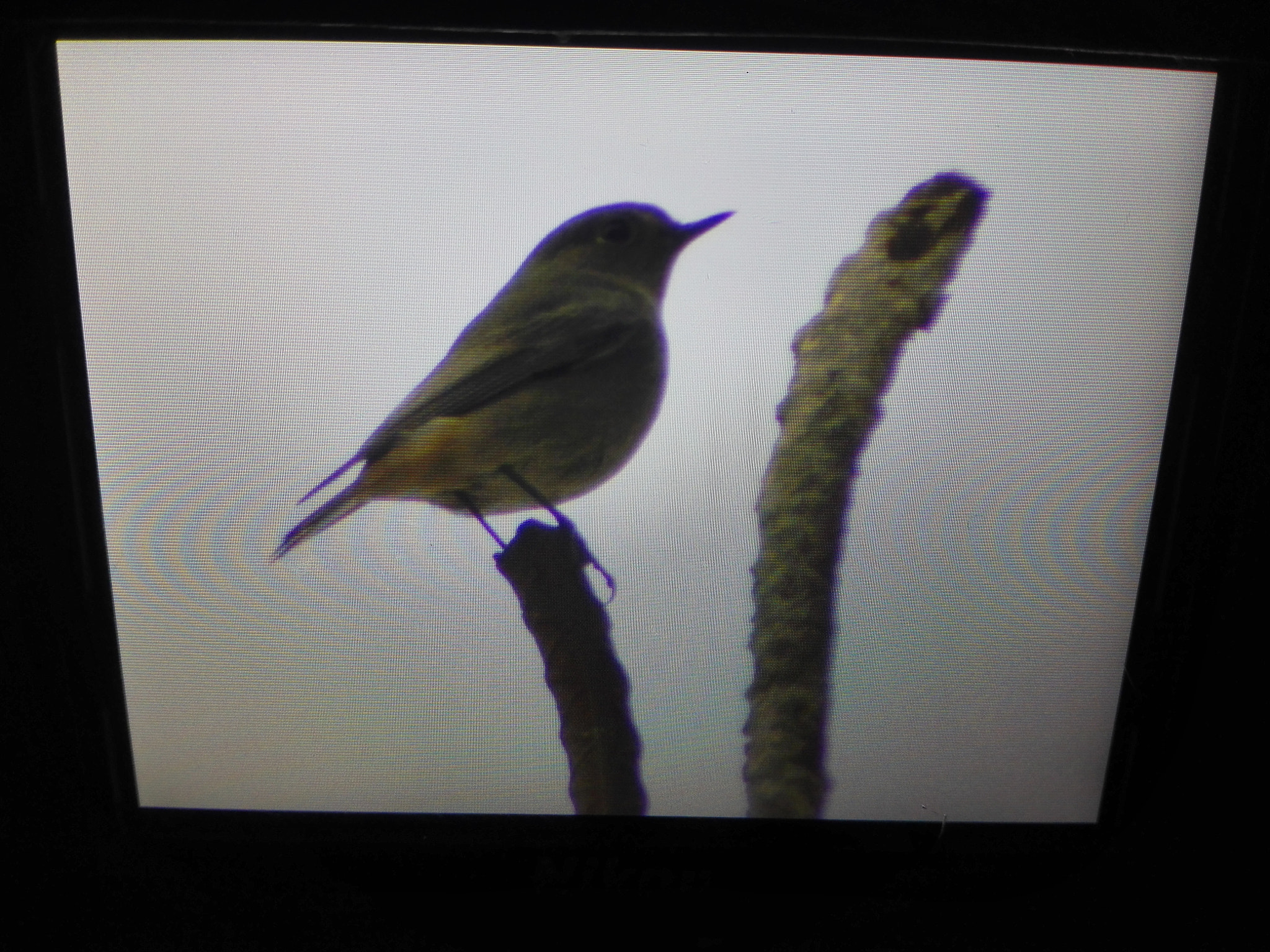 HUAWEI P7-L10 sample photo. My bird photography