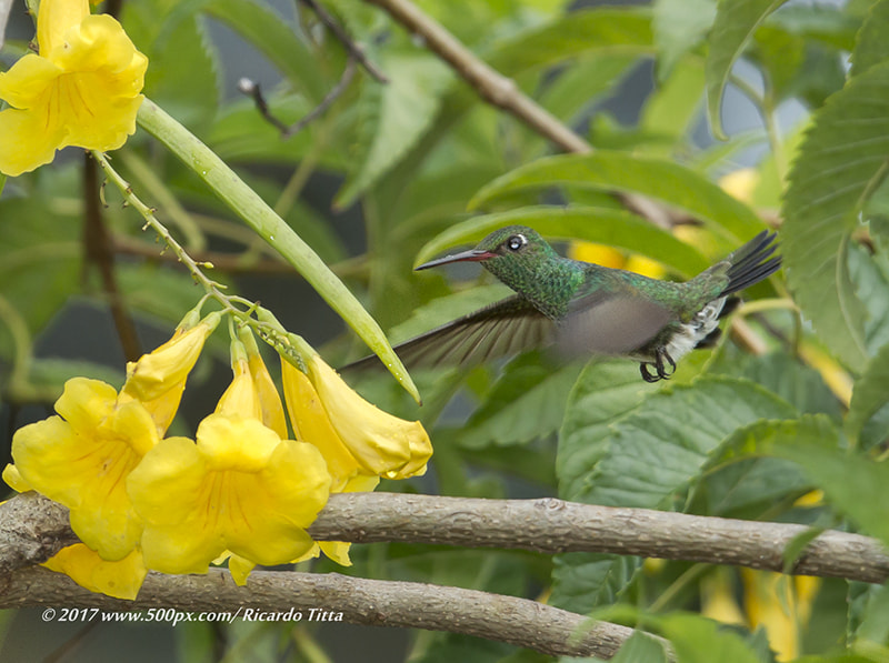 Canon EF 400mm F2.8L IS USM sample photo. Beija flor de garganta verde. photography