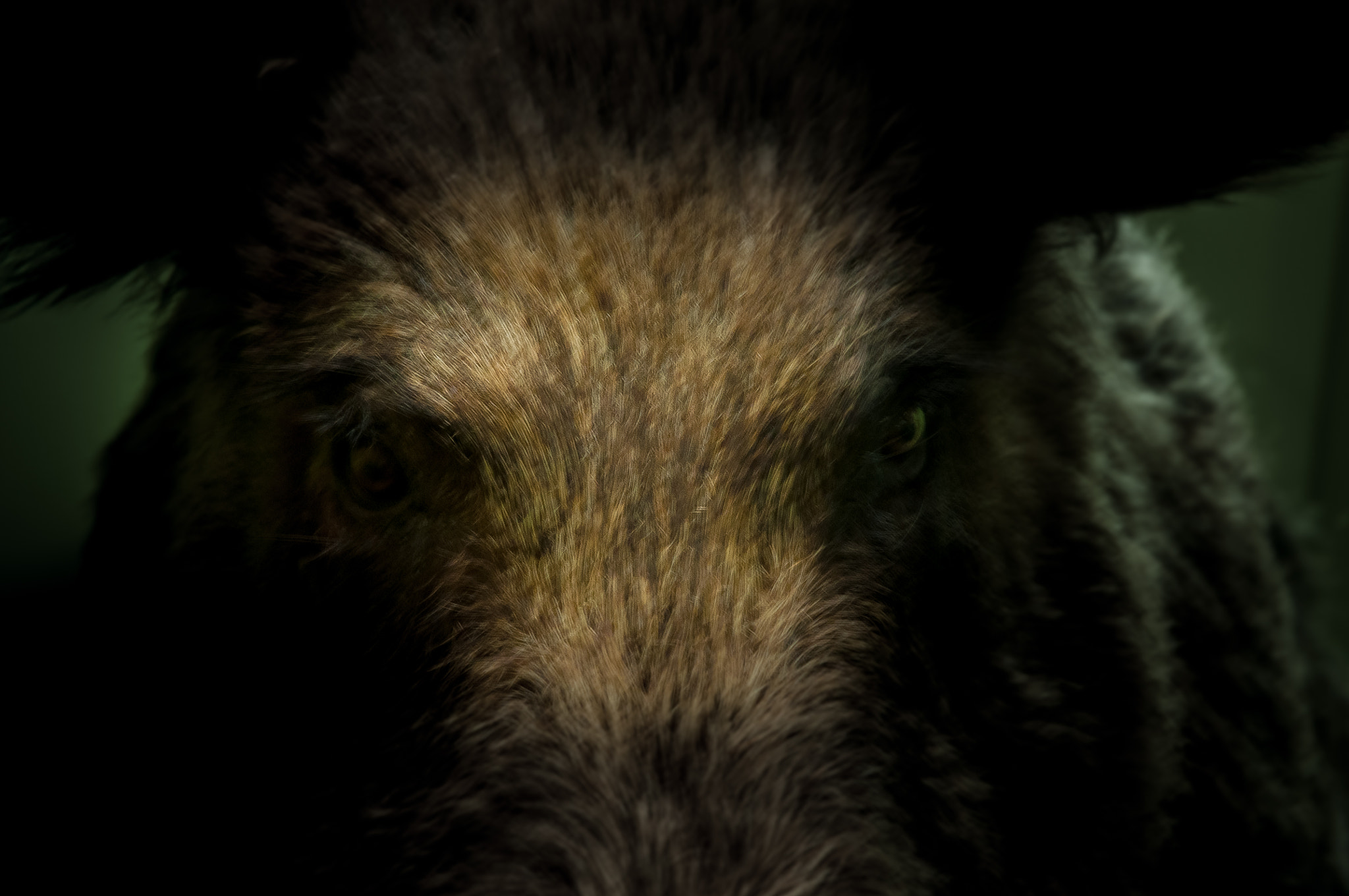 Nikon D5000 sample photo. Wild boar photography