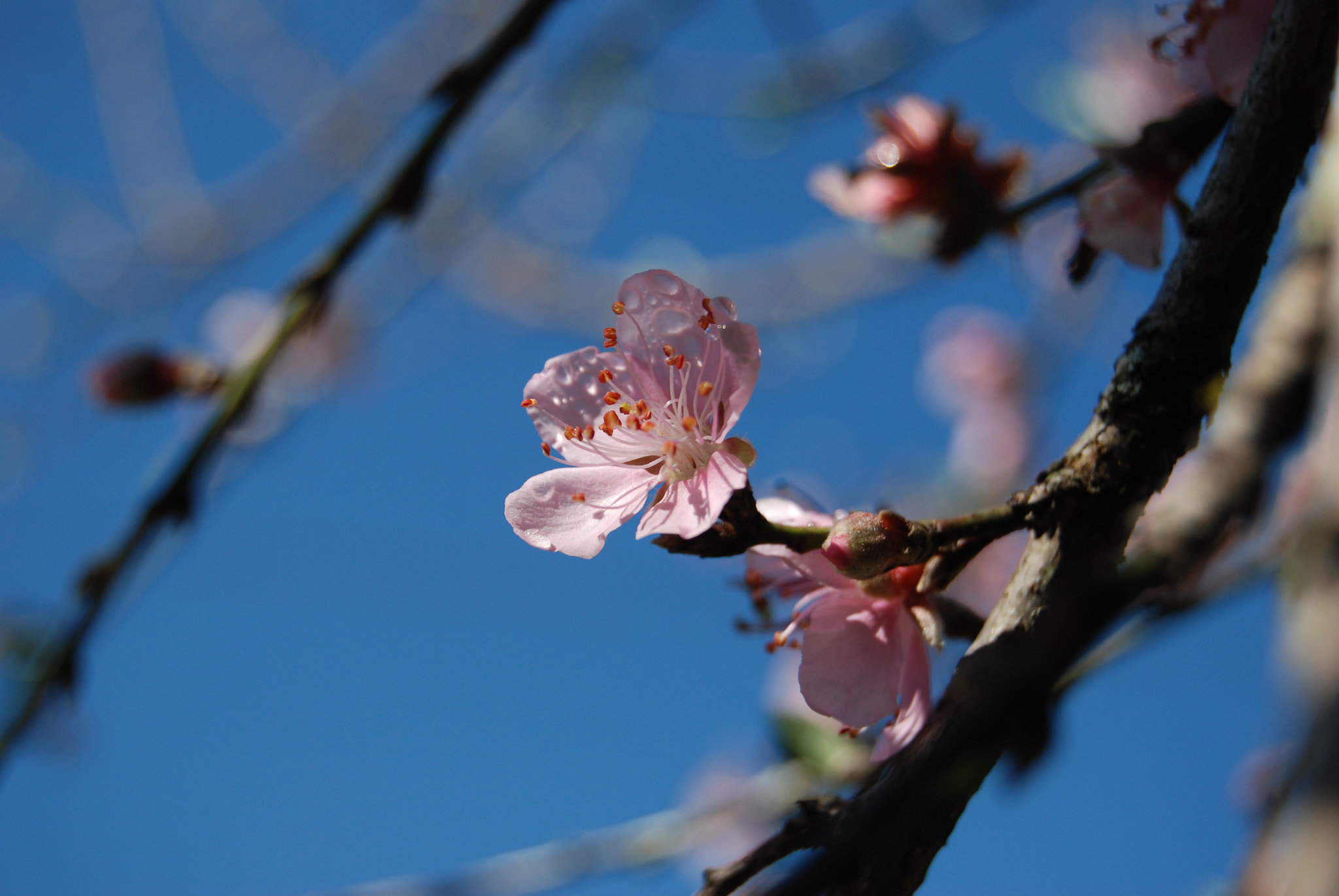 Nikon D80 sample photo. Flor de durazno photography