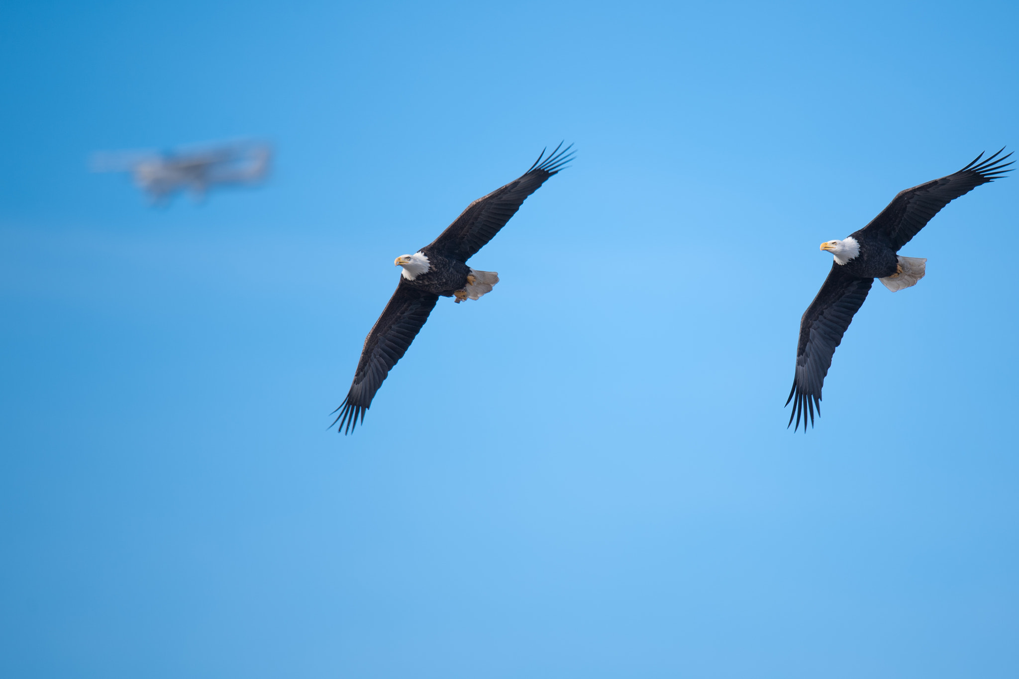 Nikon D5 + Nikon AF-S Nikkor 600mm F4G ED VR sample photo. Air show photography