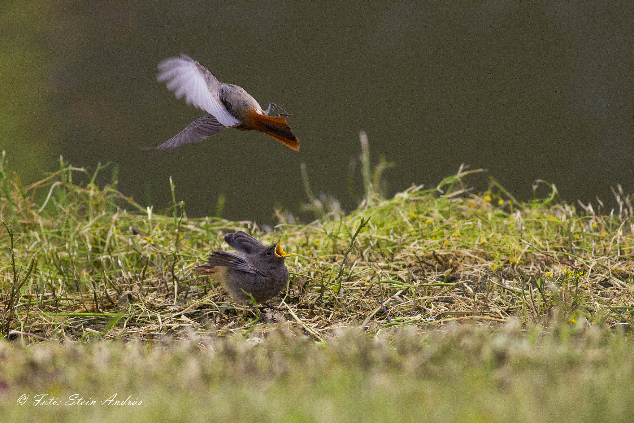 Canon EOS 60D + Canon EF 400mm F5.6L USM sample photo. Bird photography