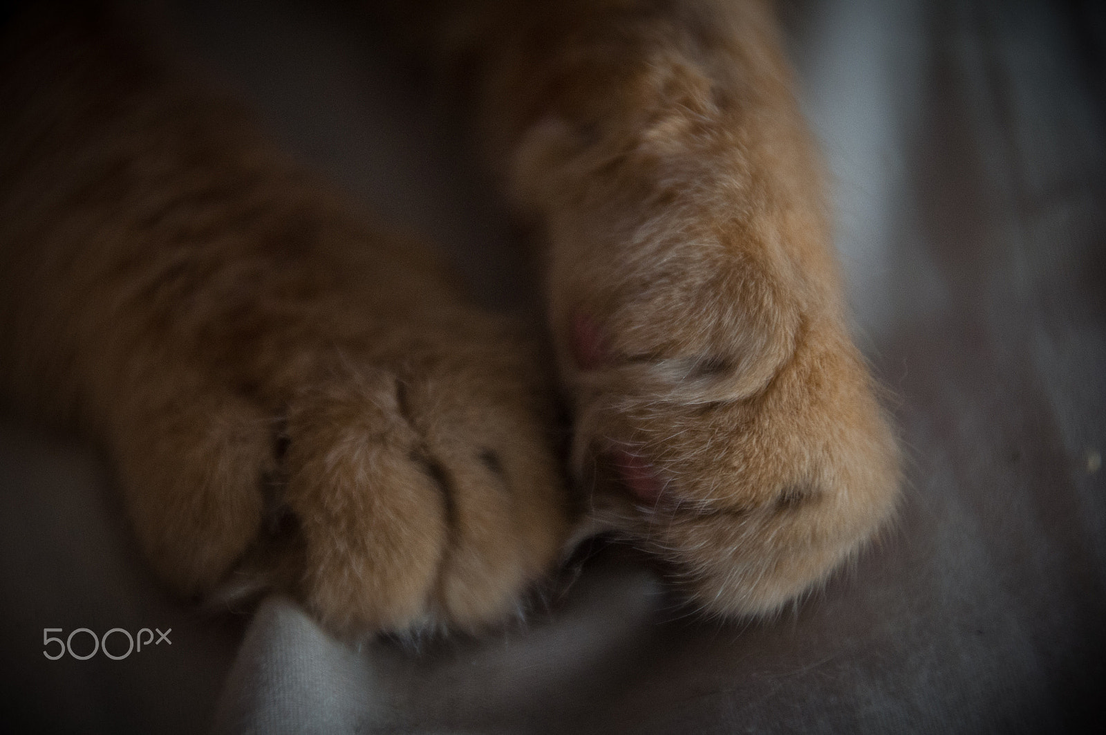 Nikon D5000 sample photo. Rubio photography