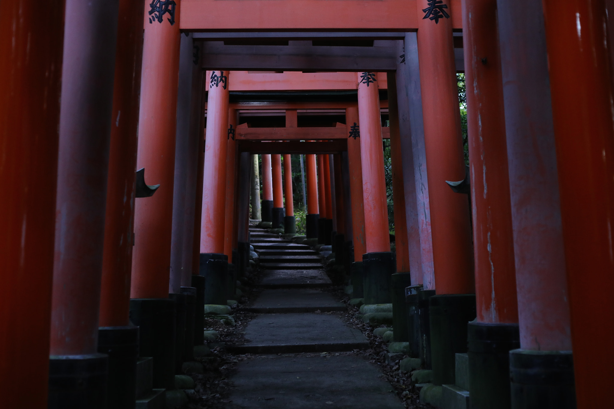 Canon EF 50mm F1.8 II sample photo. Red photography