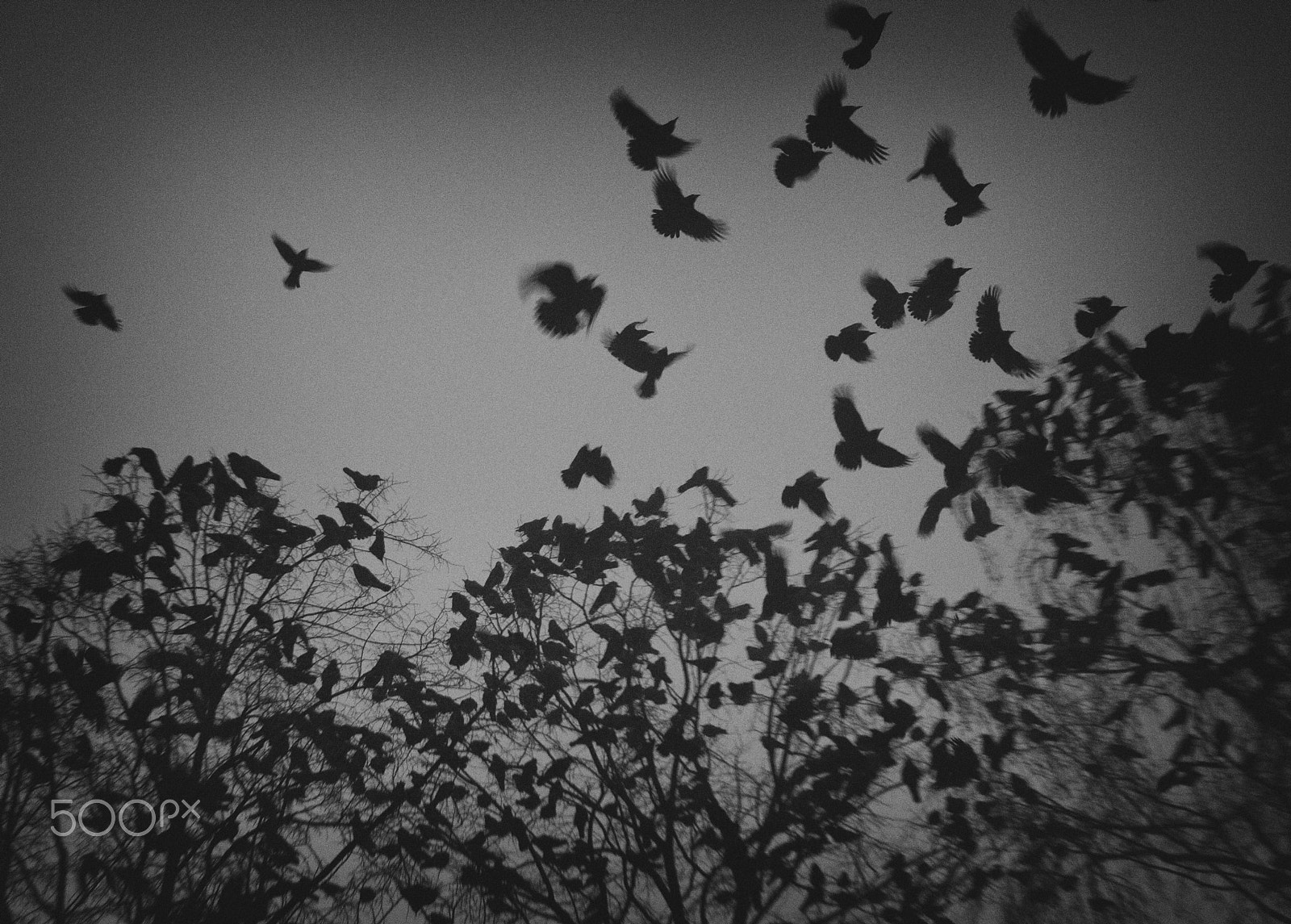 Canon EOS-1D Mark III sample photo. Edit photography