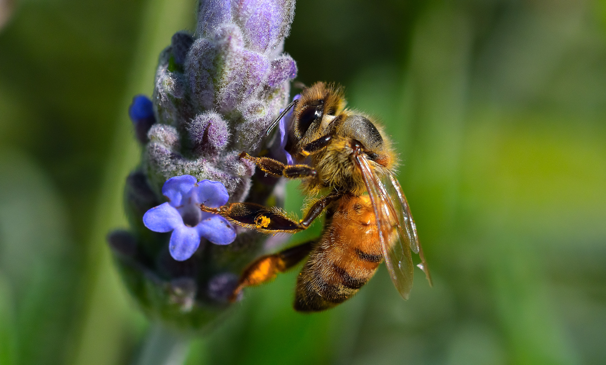 Nikon D500 + Sigma 150mm F2.8 EX DG Macro HSM sample photo. Bee photography