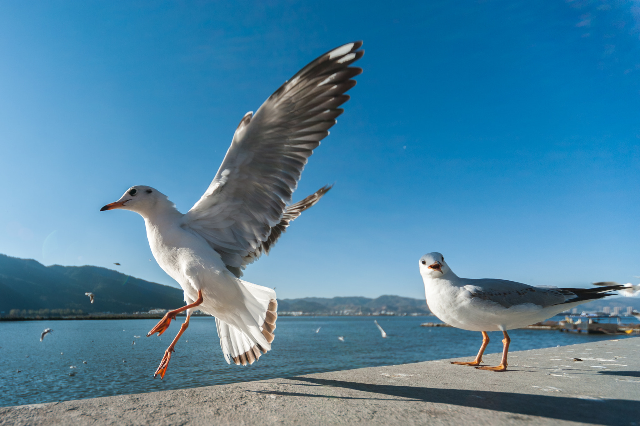 Nikon D3 + Sigma 12-24mm F4.5-5.6 EX DG Aspherical HSM sample photo. Seagulls photography