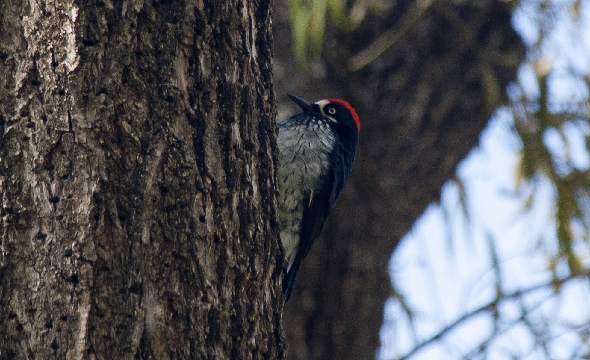 Canon EF-S 55-250mm F4-5.6 IS sample photo. Pájaro carpintero photography