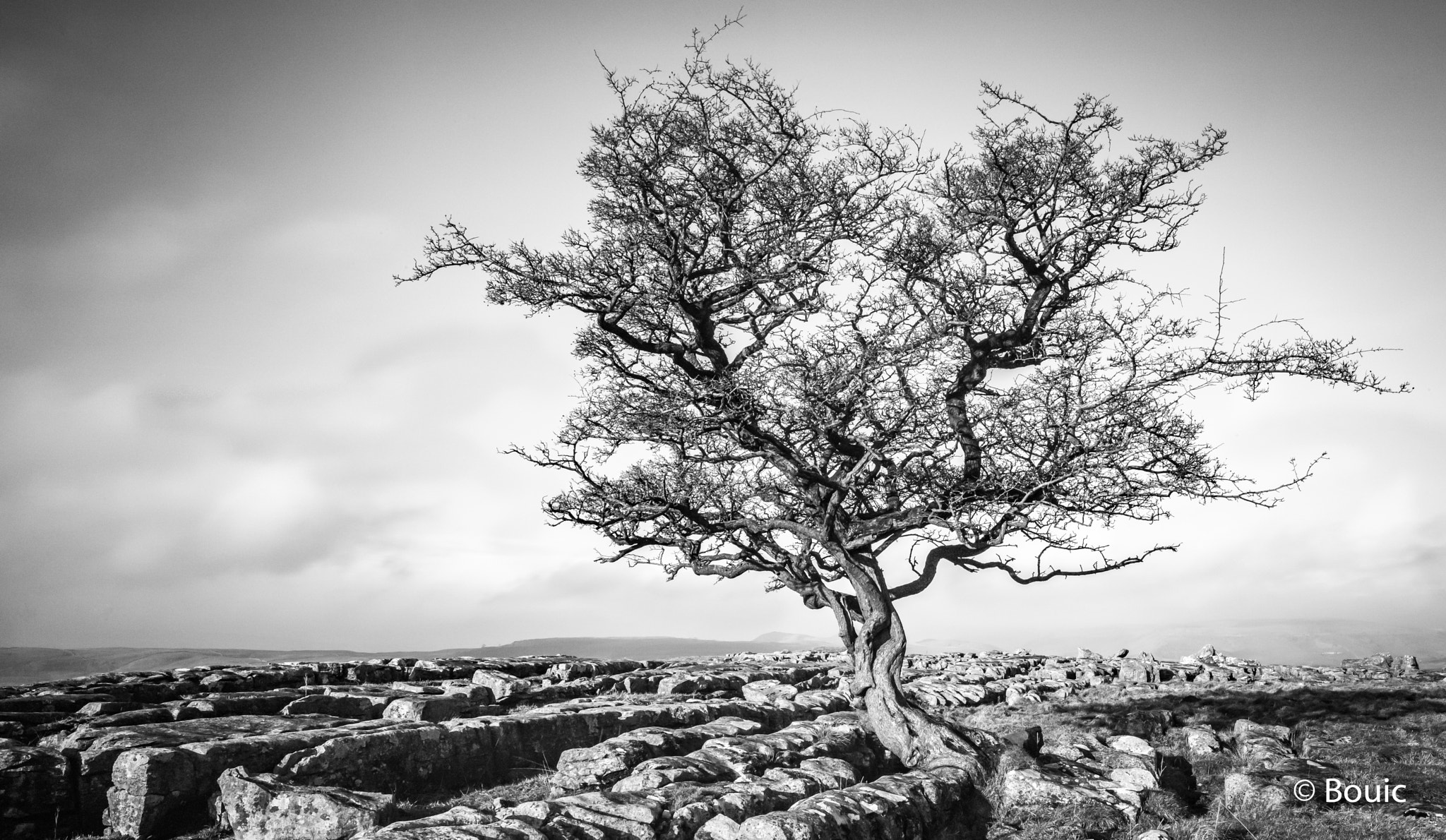Leica S (TYP 006) sample photo. Tree above langcliffe photography