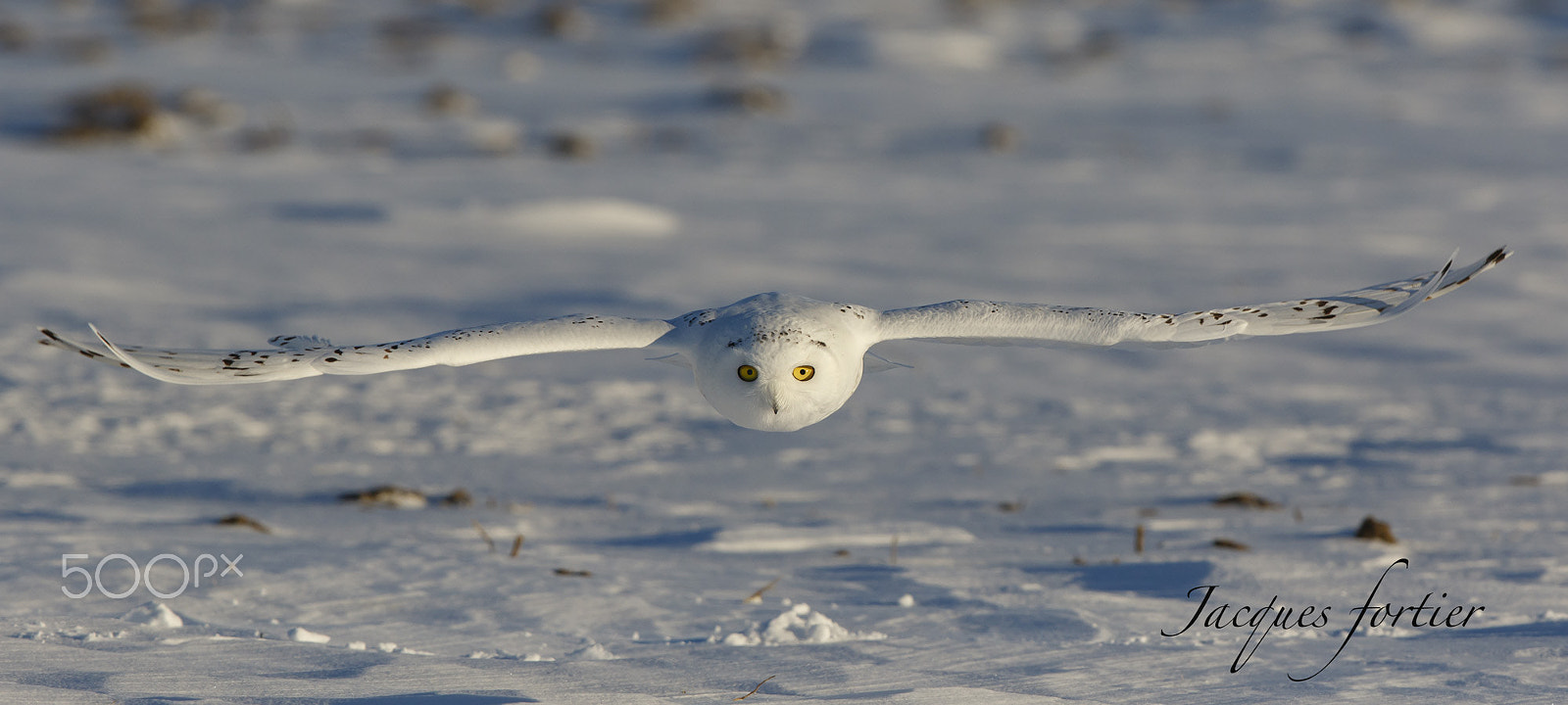 Canon EF 600mm F4L IS II USM sample photo. Snowy owl photography