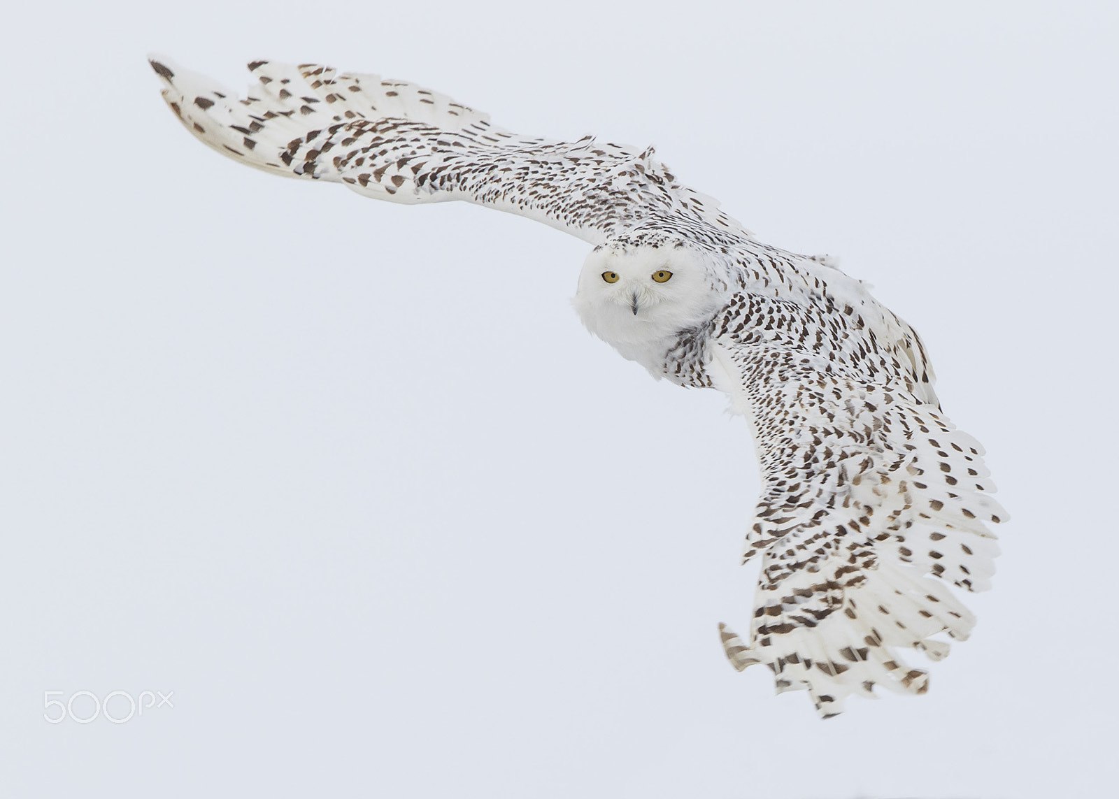 Canon EF 600mm F4L IS II USM sample photo. Snowy owl photography