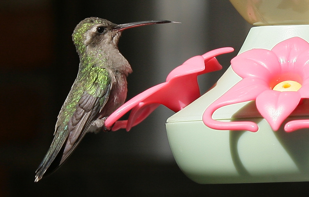 Canon EF-S 55-250mm F4-5.6 IS sample photo. Colibrí photography