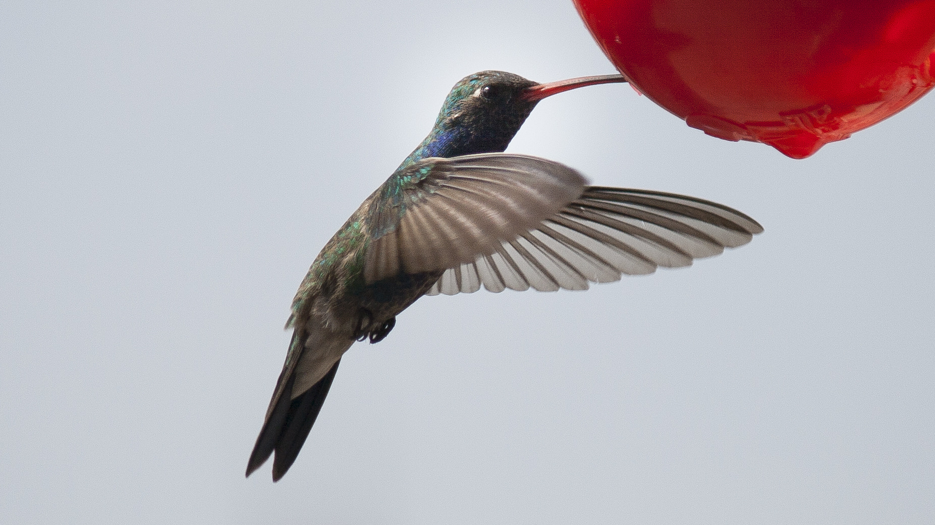 Canon EF-S 55-250mm F4-5.6 IS sample photo. Colibrí photography