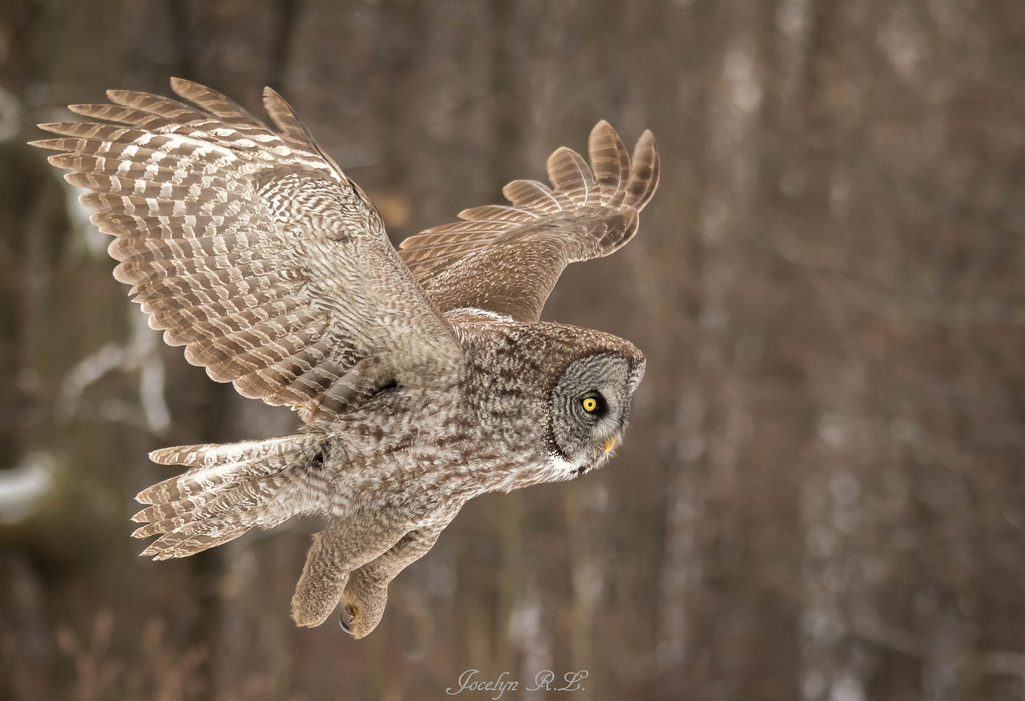 Sigma 150-500mm F5-6.3 DG OS HSM sample photo. Qa photography