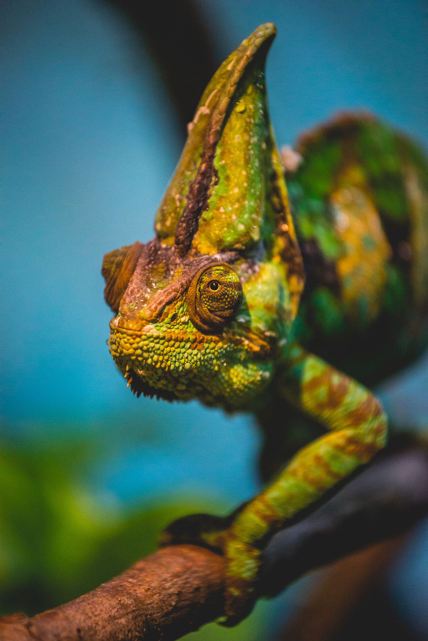 Nikon AF-S Nikkor 70-200mm F4G ED VR sample photo. The chameleon photography