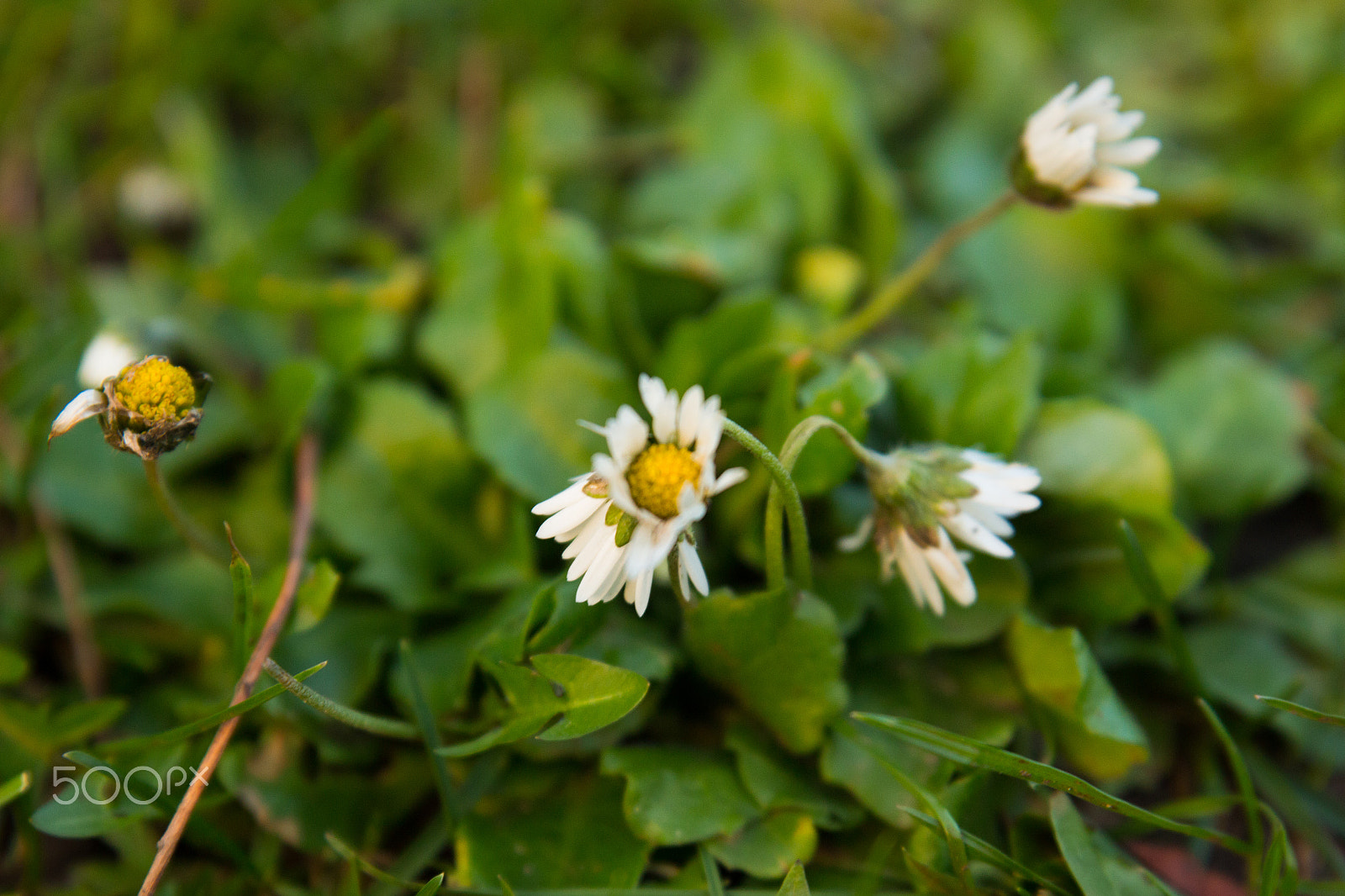 Sigma 24-70mm F2.8 EX DG Macro sample photo. Trampled flowers photography