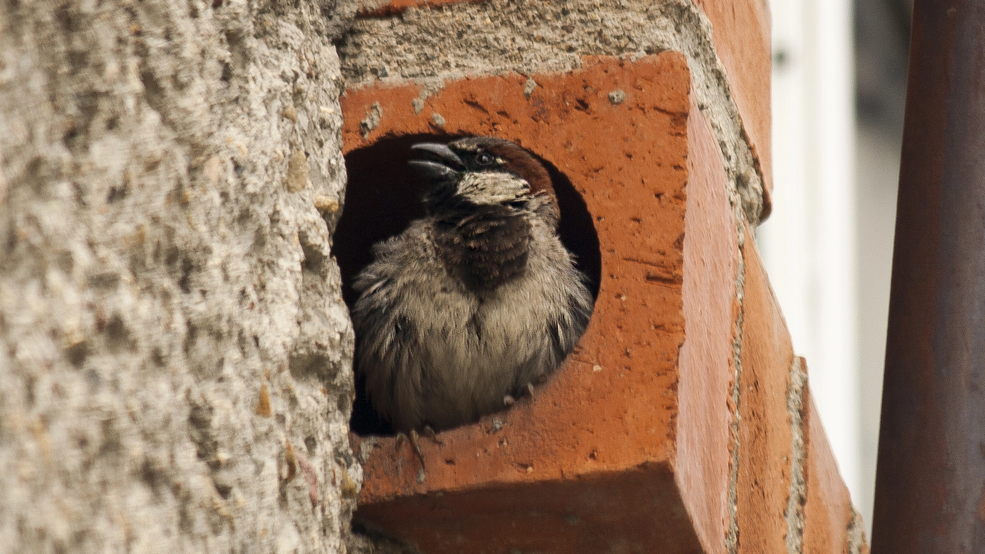 Canon EF-S 55-250mm F4-5.6 IS sample photo. Cuidando la casa photography