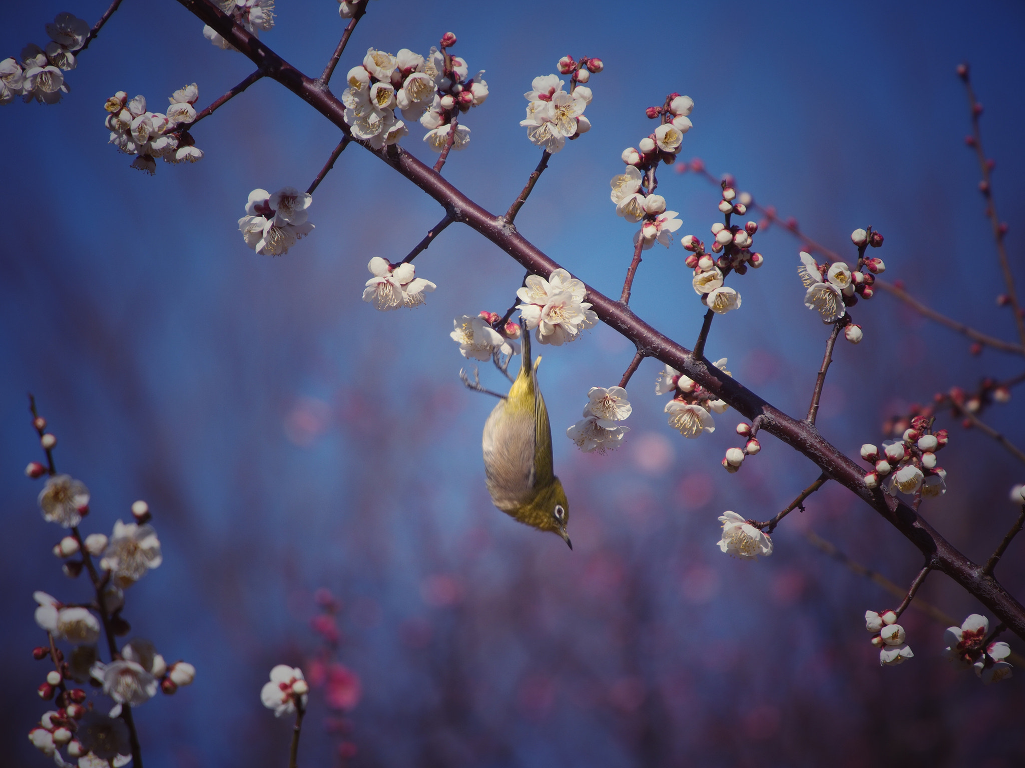 Olympus PEN E-PM2 sample photo. Diving white-eye photography