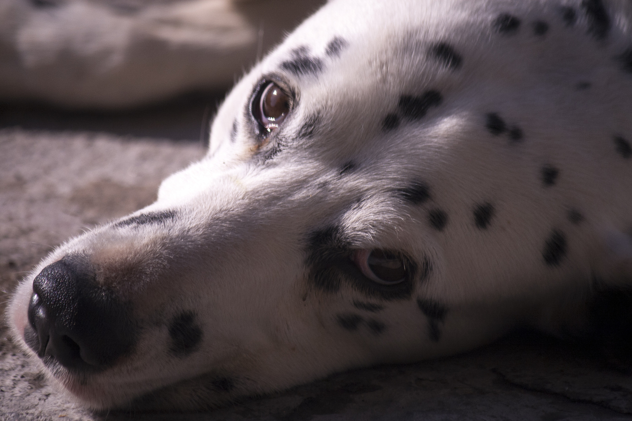 Canon EF-S 55-250mm F4-5.6 IS sample photo. Mirada photography
