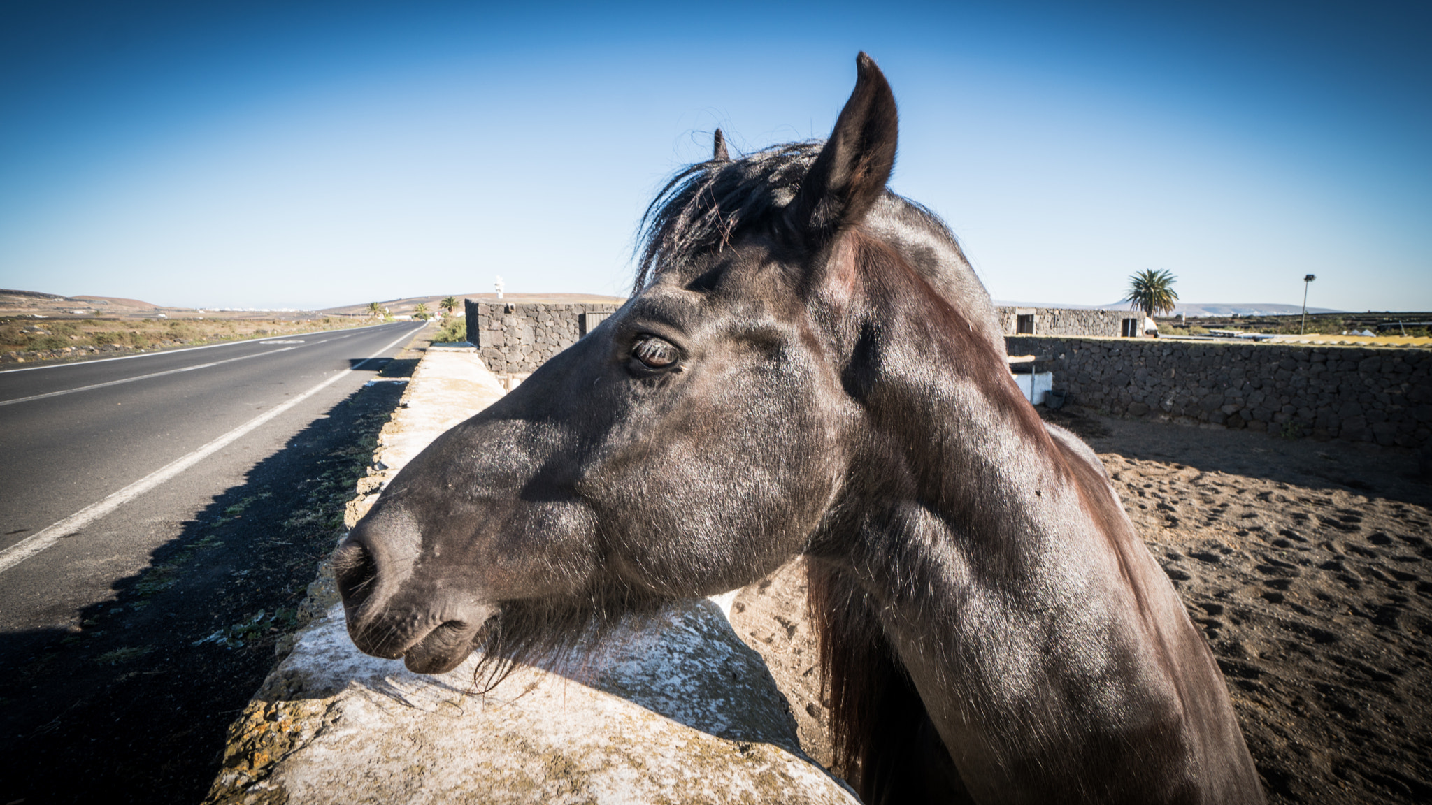 Sony a6300 + Sony E 10-18mm F4 OSS sample photo. Horse. photography