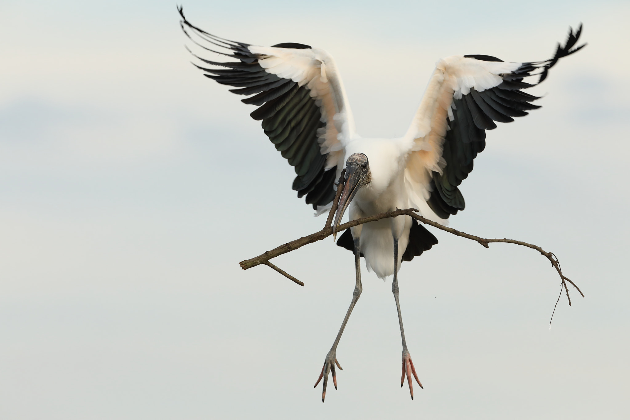 Canon EOS 5D Mark IV + Canon EF 300mm F2.8L IS USM sample photo. Wood stork - mycteria americana photography