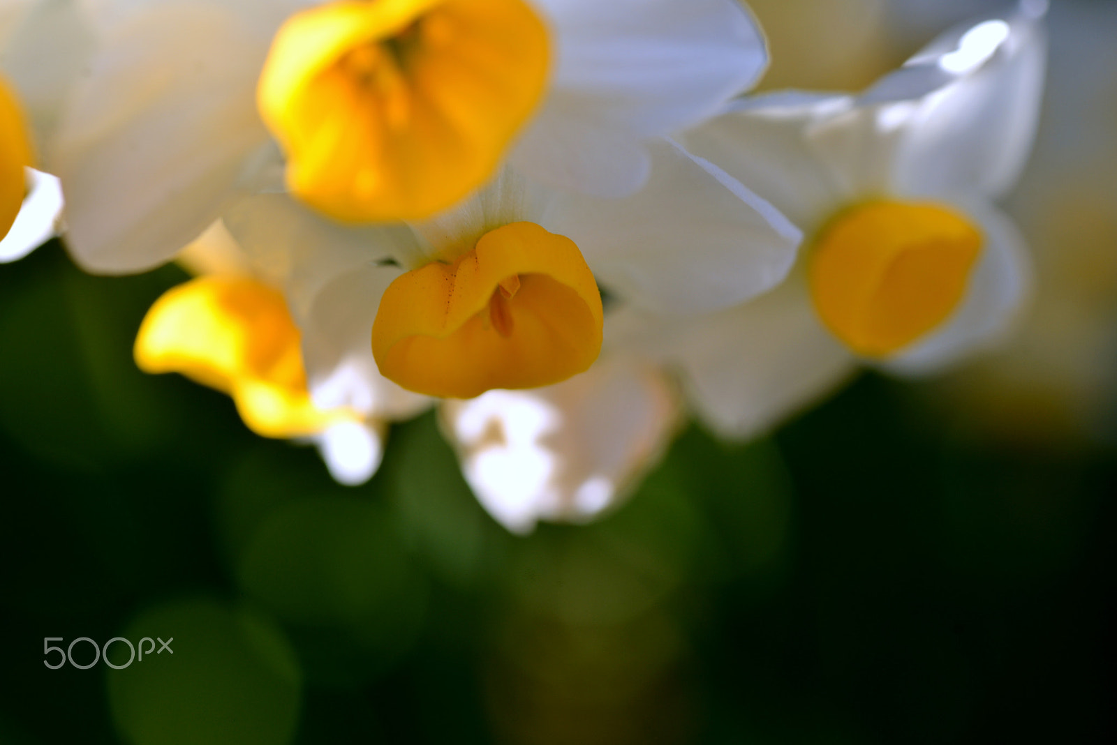 Nikon D600 sample photo. At slope on the south side photography