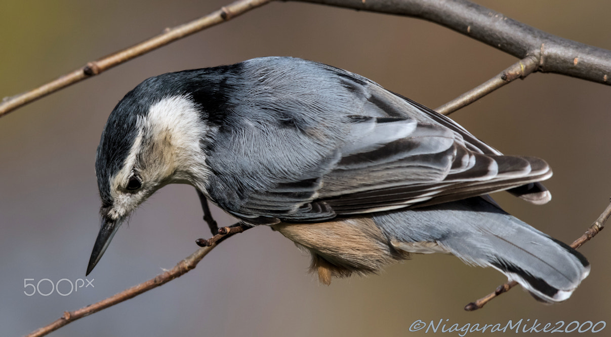 Nikon AF-S Nikkor 400mm F2.8E FL ED VR sample photo. Floating photography