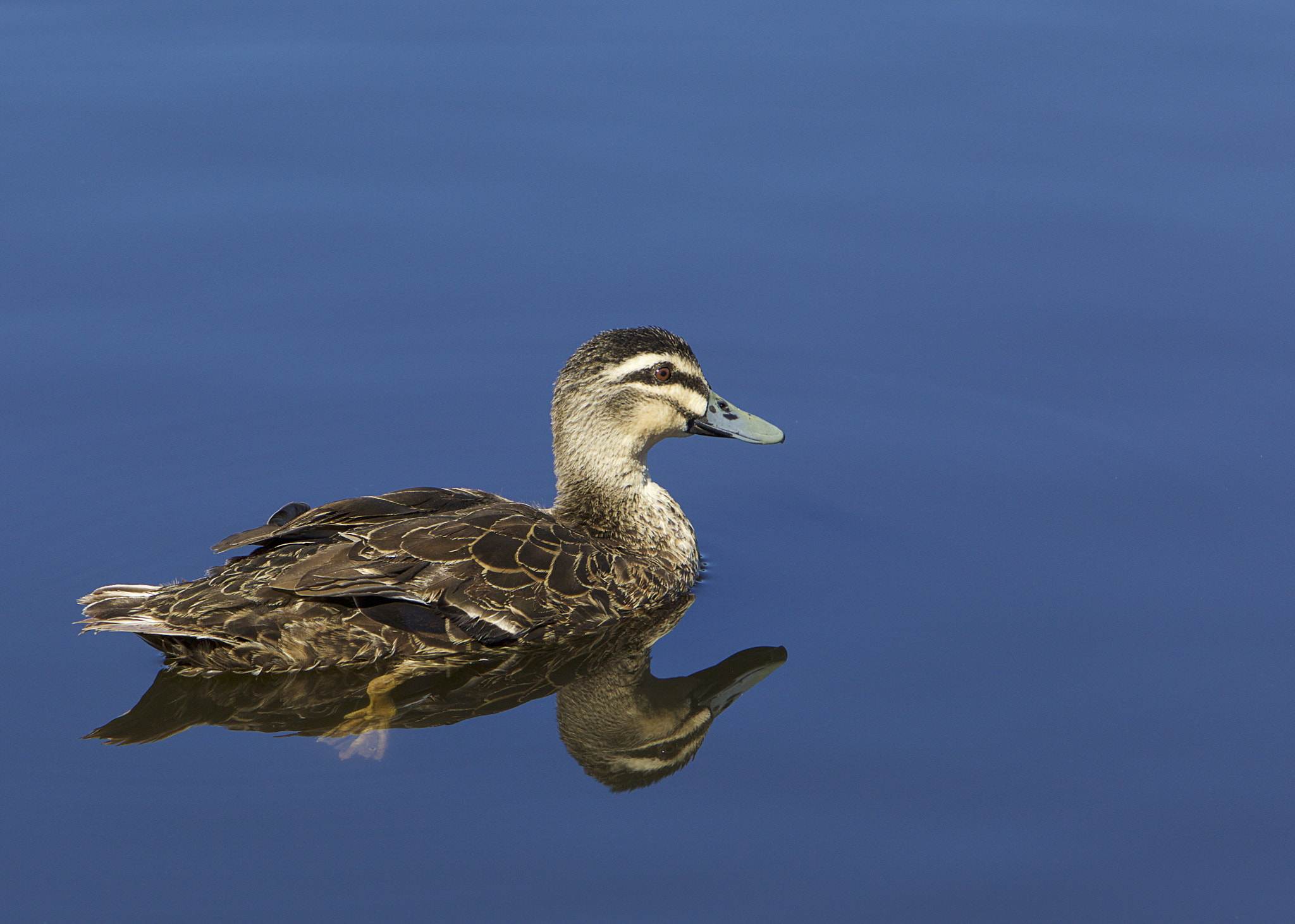 Canon EF 70-200mm F2.8L IS USM sample photo. Duck photography