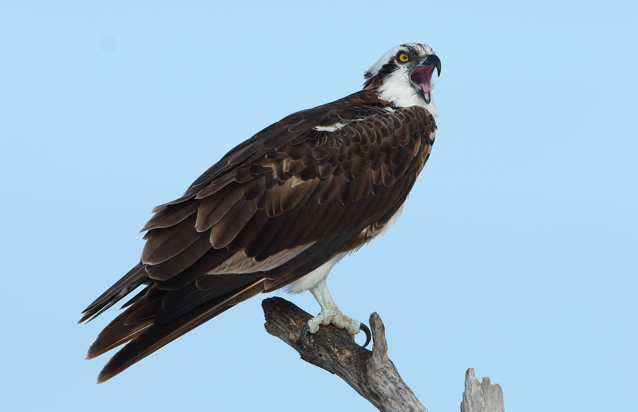 Canon EF 300mm F2.8L IS USM sample photo. Osprey (pandion haliaetus) photography
