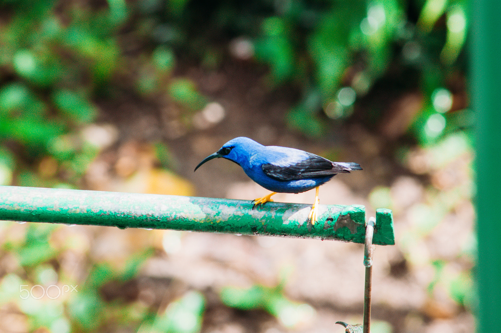 Canon EOS 500D (EOS Rebel T1i / EOS Kiss X3) + EF75-300mm f/4-5.6 sample photo. Purple  honeycreeper photography