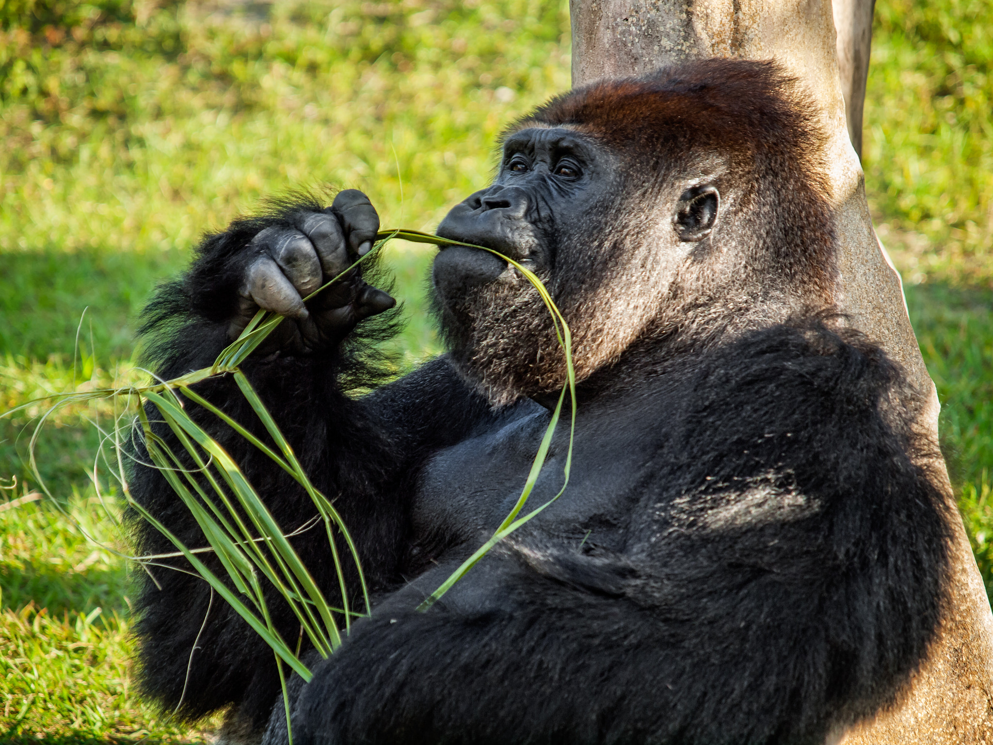 Olympus E-620 (EVOLT E-620) sample photo. Jj. lowland gorilla photography