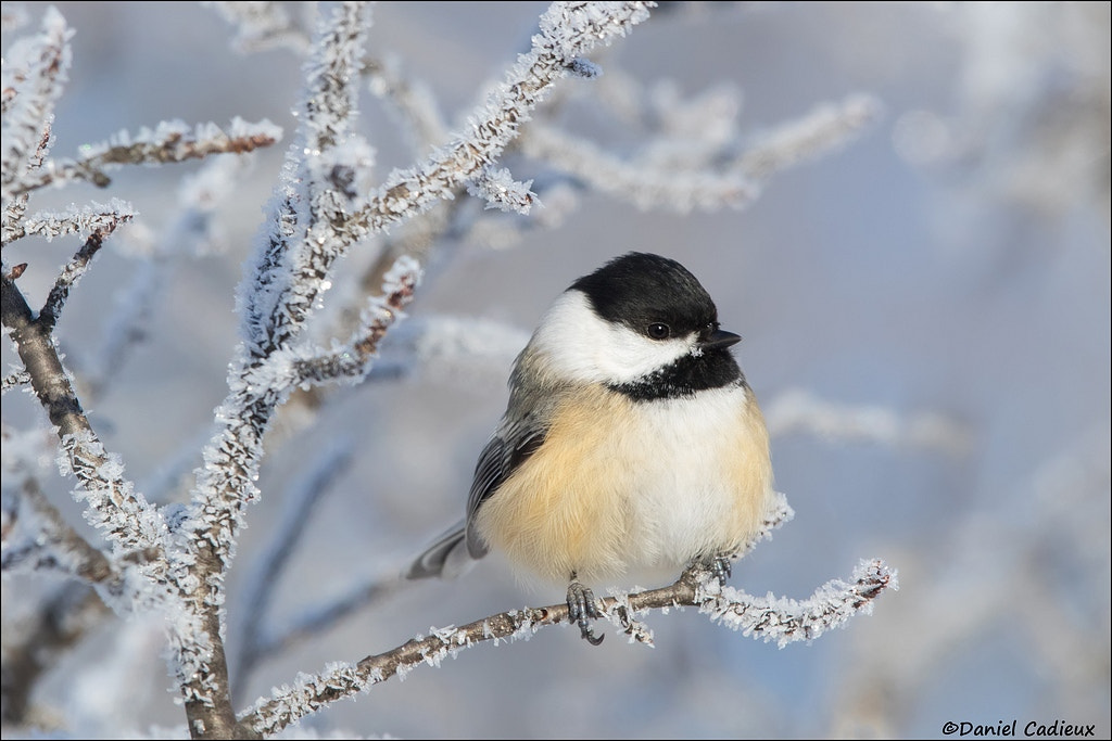 Canon EF 500mm F4L IS II USM sample photo. Black-capped chickadee photography