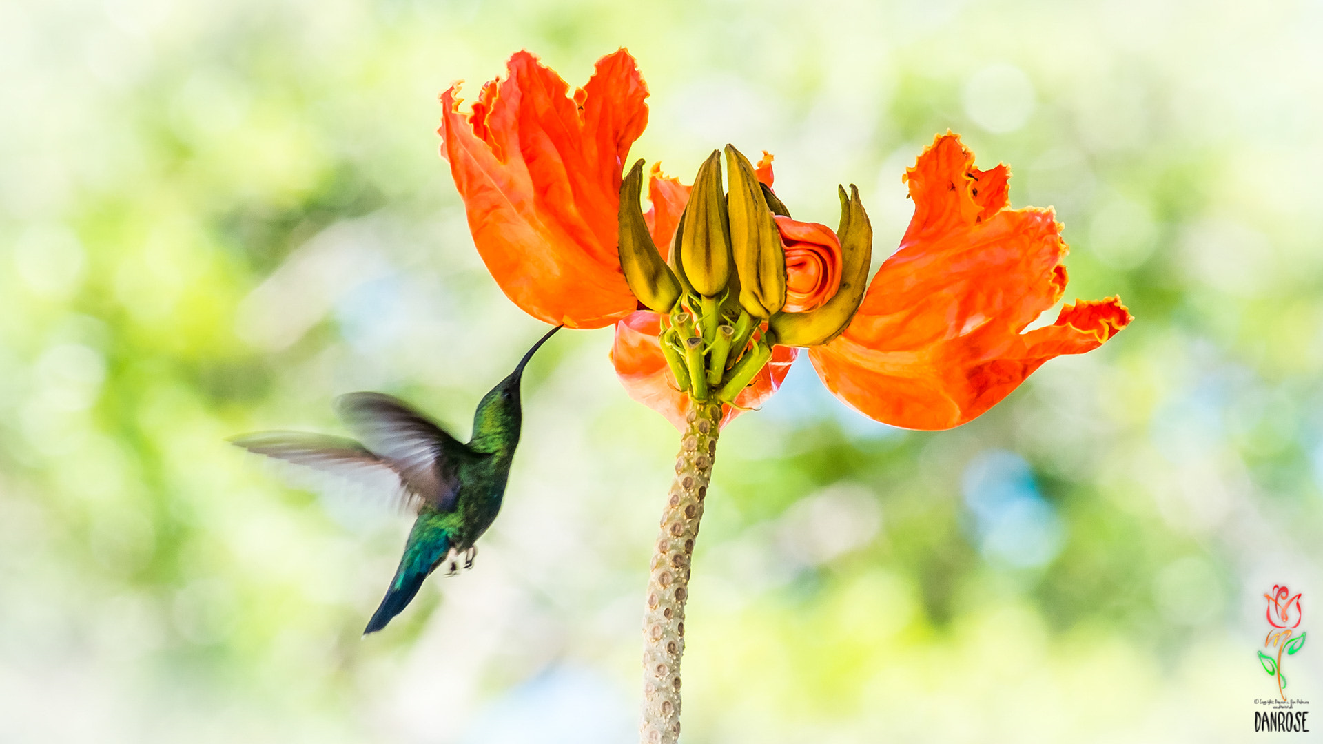 Fujifilm X-M1 + Fujifilm XC 50-230mm F4.5-6.7 OIS sample photo. Hummingbird photography