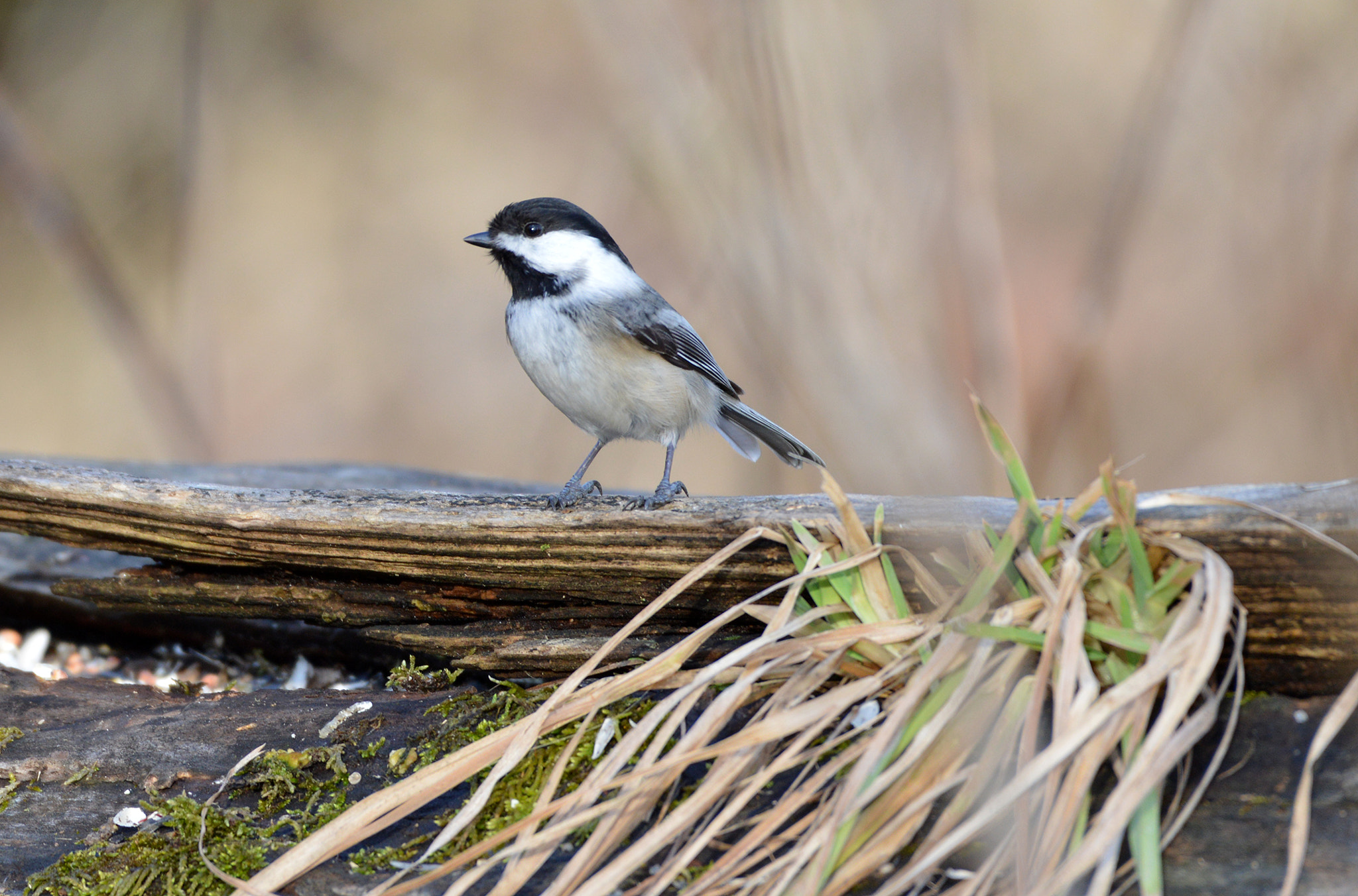 Nikon AF-S Nikkor 200-500mm F5.6E ED VR sample photo. Black-capped chickadee photography