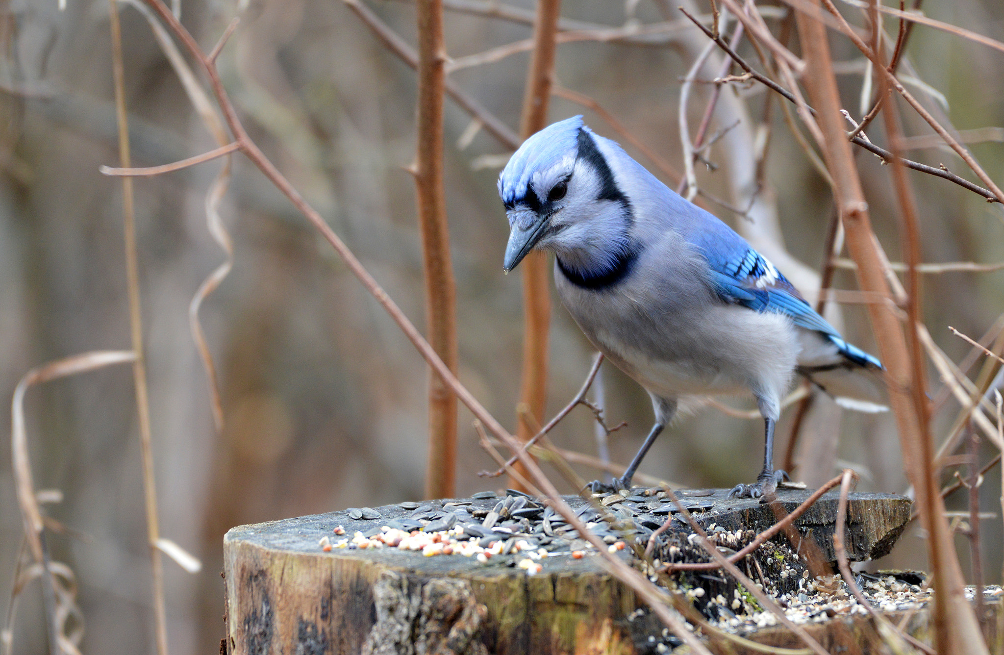 Nikon AF-S Nikkor 200-500mm F5.6E ED VR sample photo. Blue jay photography