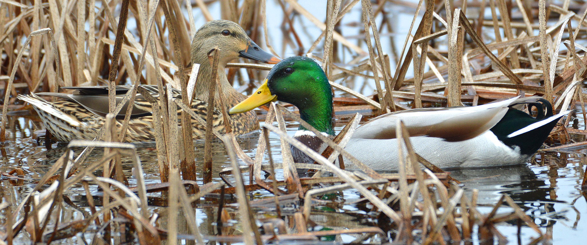 Nikon AF-S Nikkor 200-500mm F5.6E ED VR sample photo. Mallards photography