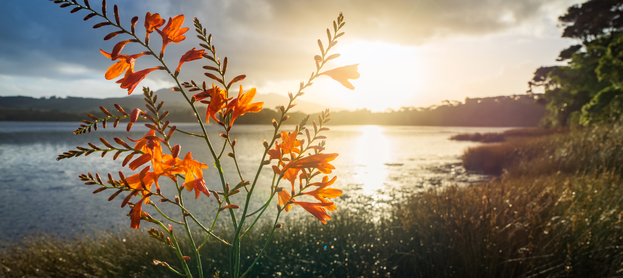 Sony a7R + Sony FE 24-70mm F2.8 GM sample photo. Wild flowers photography