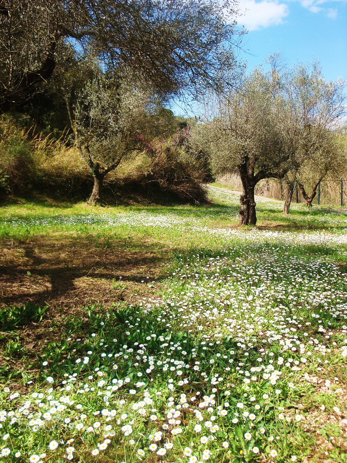 Sony Cyber-shot DSC-W150 sample photo. Wild nature at vounteni mycenaean park photography