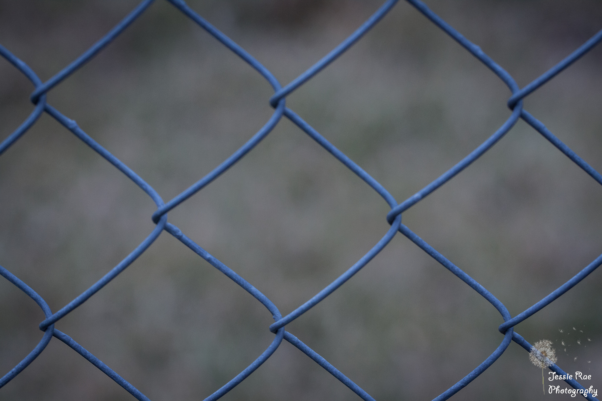 Canon EF 100mm F2.8L Macro IS USM sample photo. Fence photography