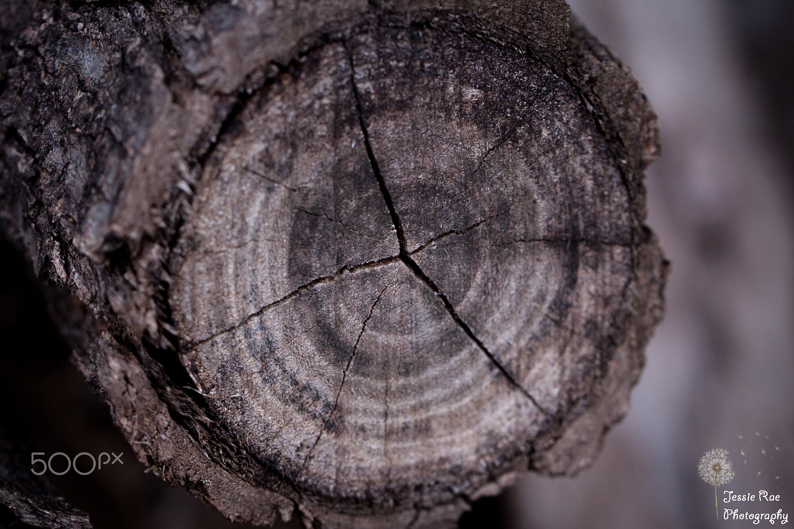 Canon EF 100mm F2.8L Macro IS USM sample photo. Log photography