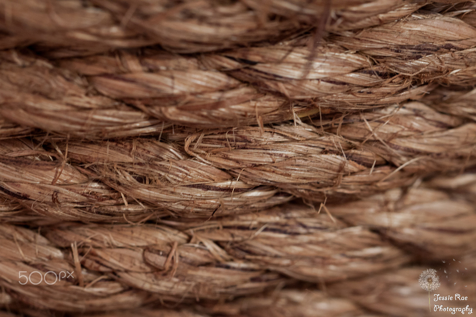 Canon EF 100mm F2.8L Macro IS USM sample photo. Twine photography