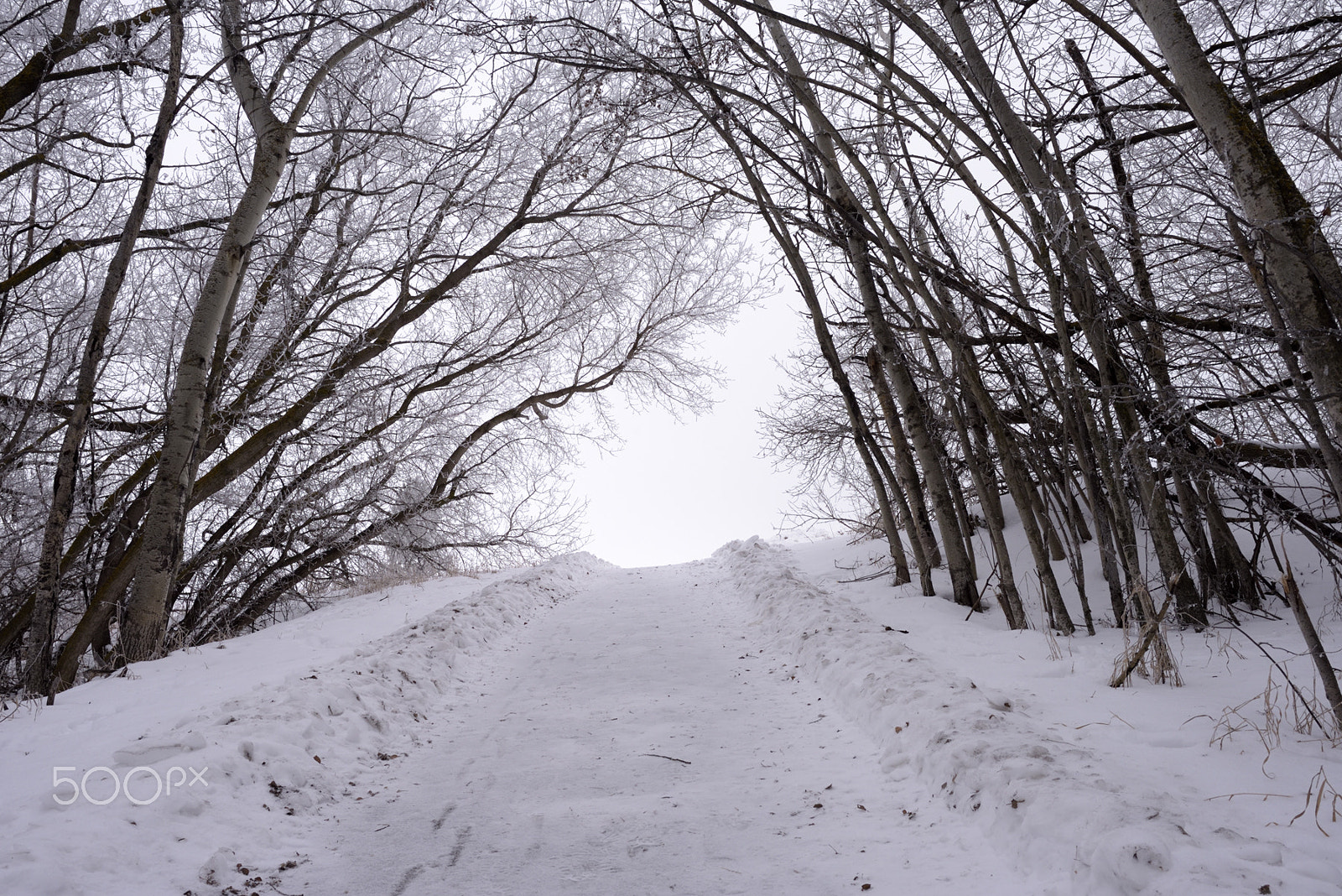 Nikon D750 + AF Zoom-Nikkor 35-70mm f/2.8 sample photo. Arching trees photography